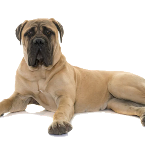 NEW!! T-Rex Moose Antler Chew-1