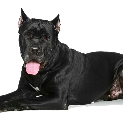 NEW!! T-Rex Moose Antler Chew-4