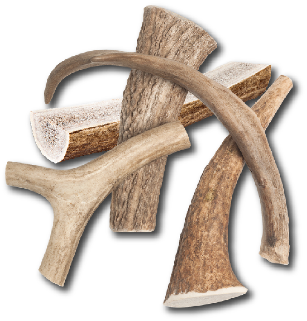 Medium Elk Chew-4